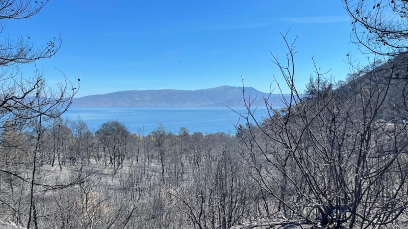 Εικόνα άρθρου