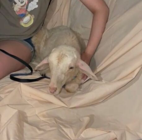 Εικόνα άρθρου