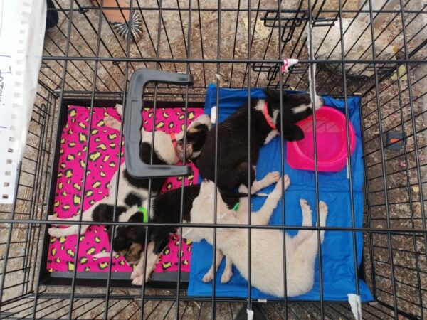 Εικόνα άρθρου