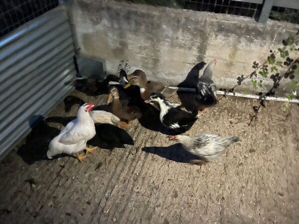 Εικόνα άρθρου